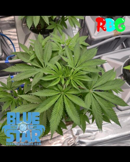 Lemon pound cake x blue star. Week 3 - Week 3 day 1 

9/9/26

