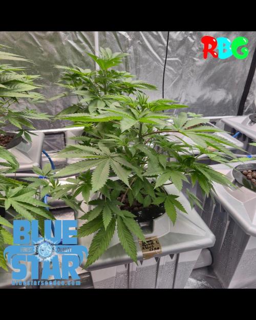 Lemon pound cake x blue star. Week 3 - Week 3 day 1 

9/9/26

