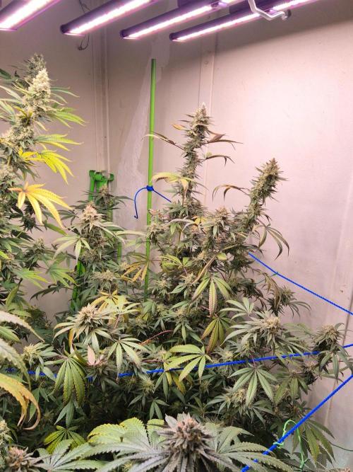 Purple panty droppers. Week 7 - Week 7 day 4
12/9