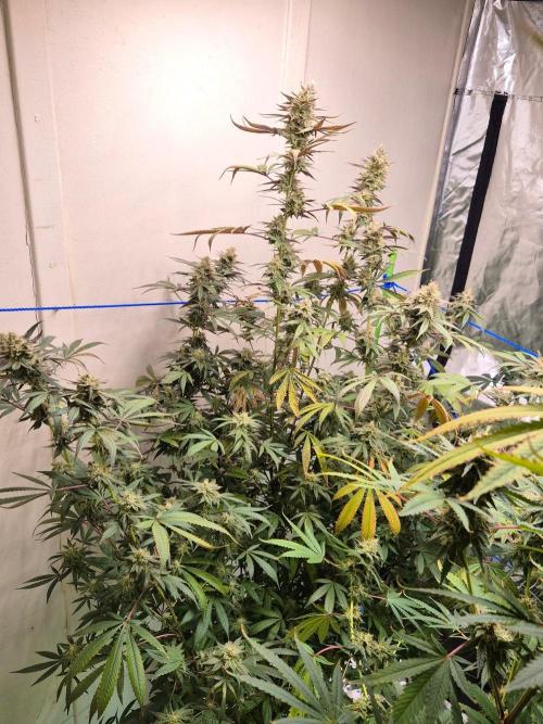 Purple panty droppers. Week 7 - Week 7 day 4
12/9