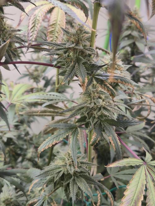 Purple panty droppers. Week 7 - Week 7 day 4
12/9