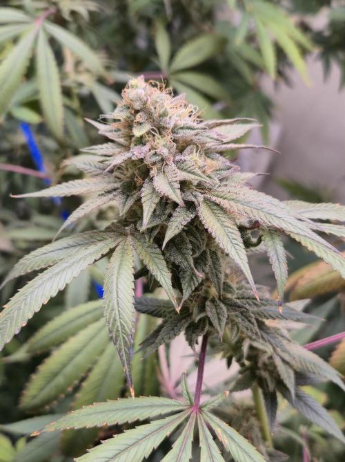 Purple panty droppers. Week 7 - Week 7 day 4
12/9