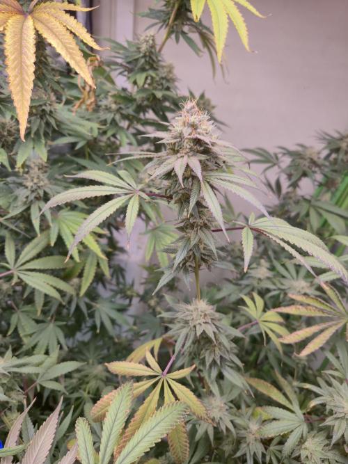 Purple panty droppers. Week 7 - Week 7 day 4
12/9