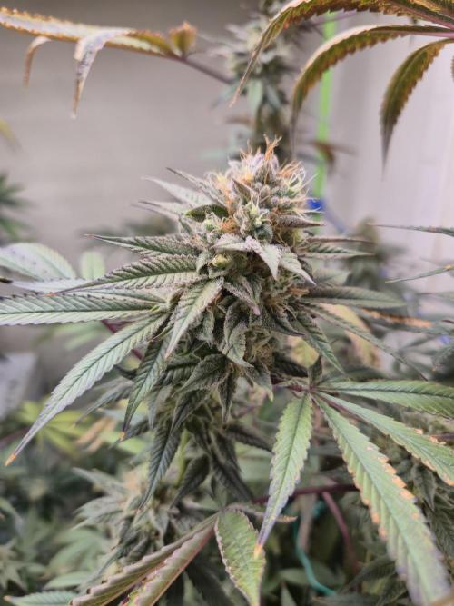 Purple panty droppers. Week 7 - Week 7 day 4
12/9