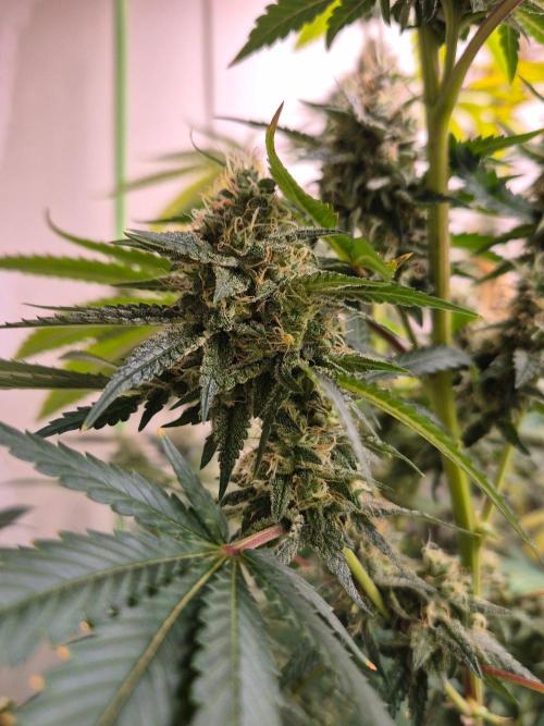 Purple diesel. Week 7 - Week 7 day 4
12/9