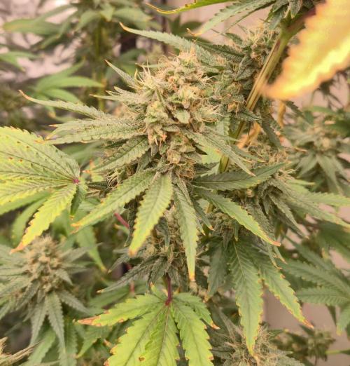 Purple diesel. Week 7 - Week 7 day 4
12/9