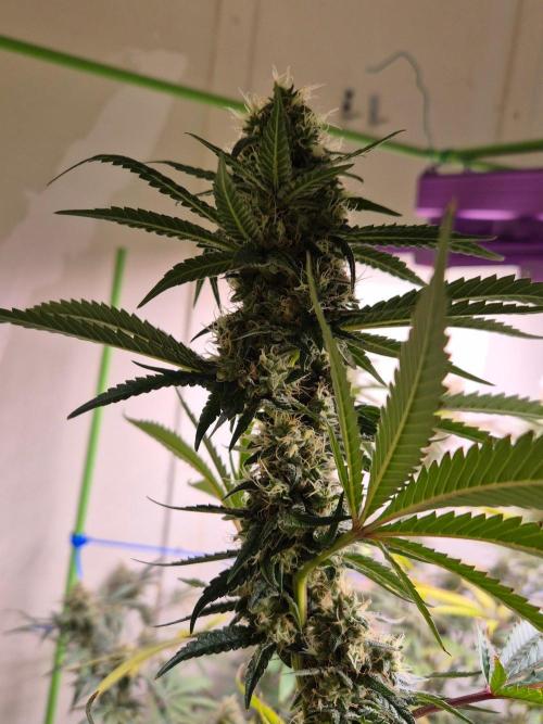 Purple Diesel. Week 7