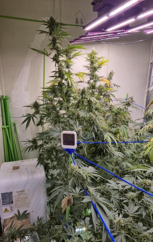 Purple diesel. Week 7 - Week 7 day 4
12/9