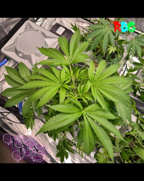 Alien Bubba RDWC. Week 3 - Week 3 day 4 
12/9