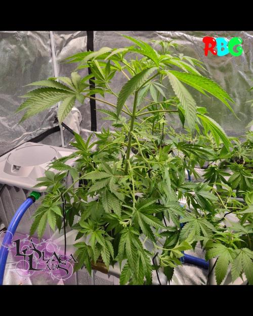 Alien Bubba RDWC. Week 3 - Week 3 day 4 
12/9
