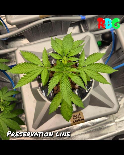 Peanut butter crashers ( RDWC ). Week 3 - Week 3 day 4 
12/9