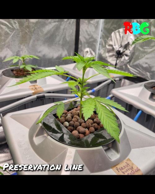 Peanut butter crashers ( RDWC ). Week 3 - Week 3 day 4 
12/9