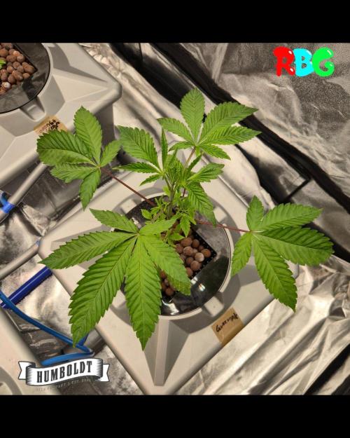 Gazzurple RDWC. Week 3 - Week 3 day 4 
12/9