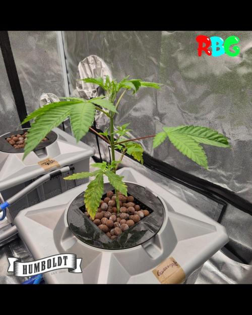 Gazzurple RDWC. Week 3 - Week 3 day 4 
12/9