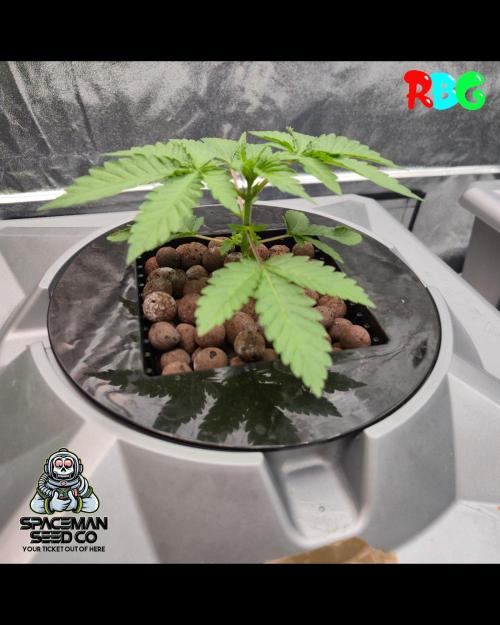 Apple fritter s1 RDWC. Week 3 - Week 3 day 4 
12/9