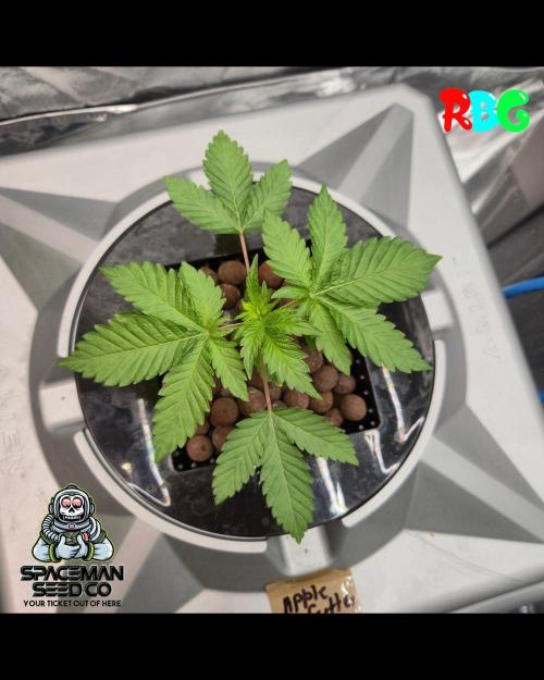 Apple fritter s1 RDWC. Week 3 - Week 3 day 4 
12/9