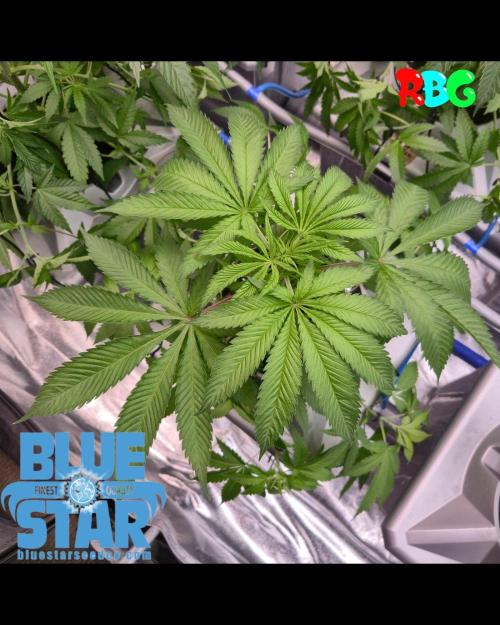 Lemon pound cake x blue star. Week 3 - Week 3 day 4 
12/9