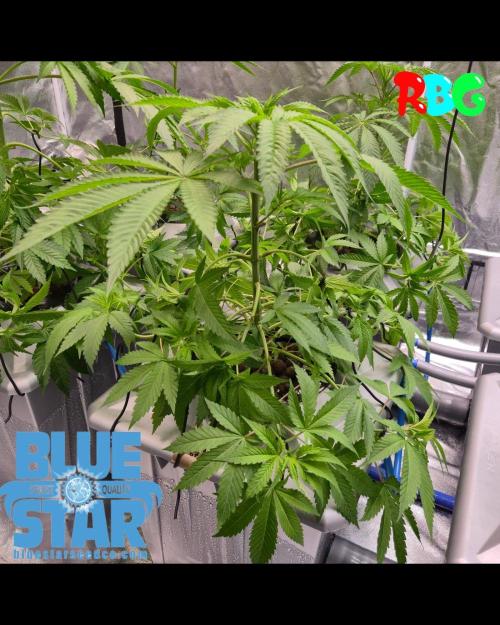 Lemon pound cake x blue star. Week 3 - Week 3 day 4 
12/9