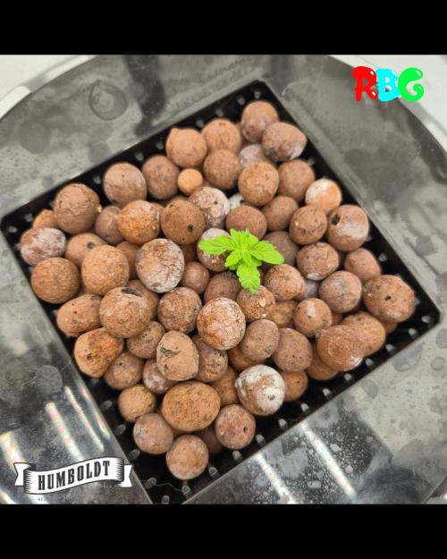 Orange Cream PoP RDWC. Week 3 - Week 3 day 4 
12/9