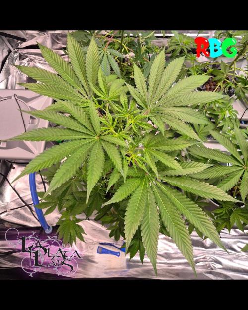 Alien Bubba RDWC. Week 3 - Week 3 day 7
15/9/26
