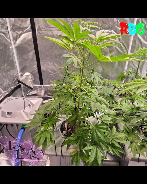 Alien Bubba RDWC. Week 3 - Week 3 day 7
15/9/26