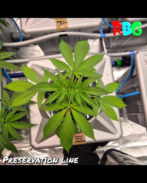 Peanut butter crashers ( RDWC ). Week 3 - Week 3 day 7
15/9/26