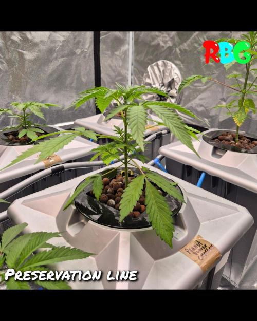 Peanut butter crashers ( RDWC ). Week 3 - Week 3 day 7
15/9/26