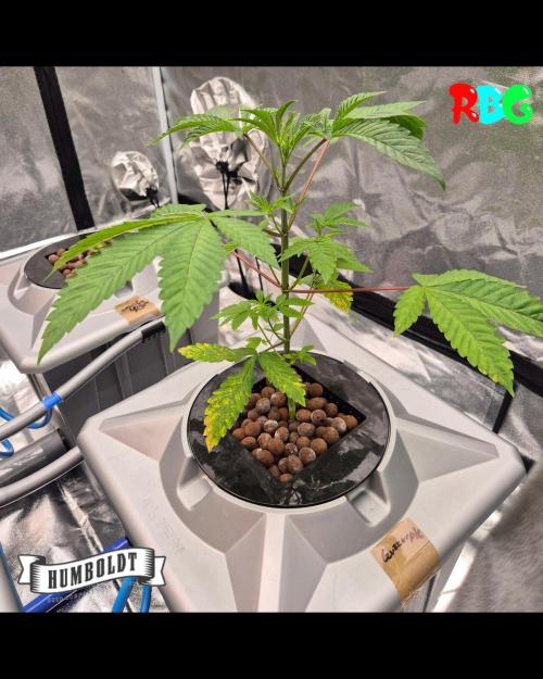 Gazzurple RDWC. Week 3 - Week 3 day 7
15/9/26