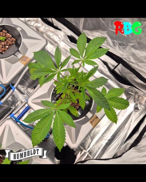 Gazzurple RDWC. Week 3 - Week 3 day 7
15/9/26