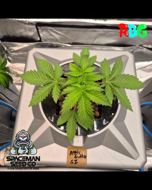 Apple fritter s1 RDWC. Week 3 - Week 3 day 7
15/9/26
