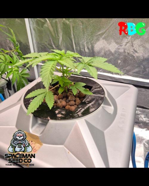 Apple fritter s1 RDWC. Week 3 - Week 3 day 7
15/9/26