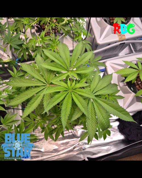 Lemon pound cake x blue star. Week 3 - Week 3 day 7
15/9/26