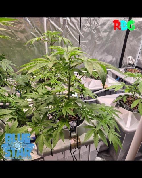 Lemon pound cake x blue star. Week 3 - Week 3 day 7
15/9/26