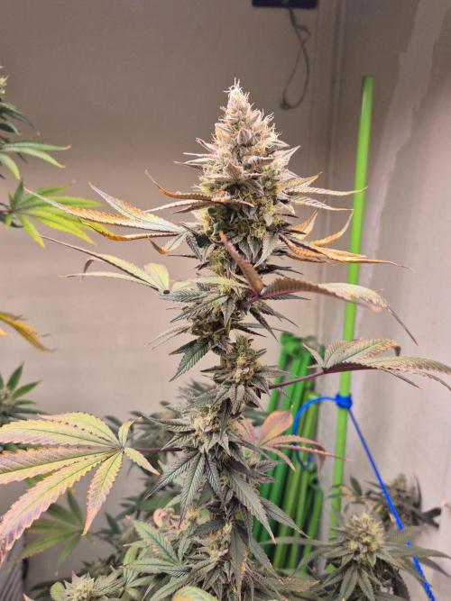 Purple panty droppers. Week 7 - Week 7 day 7 
15/9/26