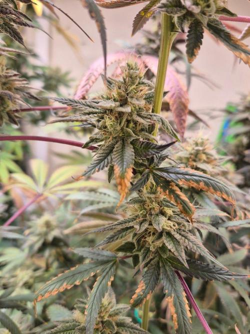 Purple panty droppers. Week 7 - Week 7 day 7 
15/9/26