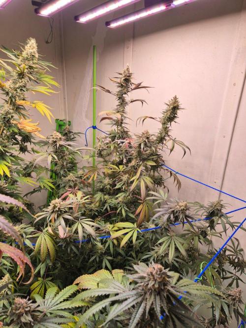 Purple panty droppers. Week 7 - Week 7 day 7 
15/9/26