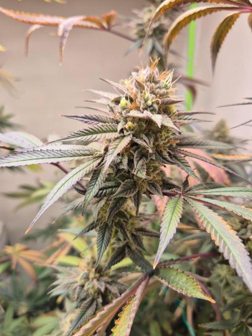 Purple panty droppers. Week 7 - Week 7 day 7 
15/9/26