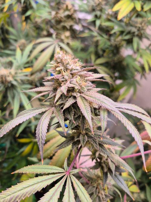 Purple panty droppers. Week 7 - Week 7 day 7 
15/9/26