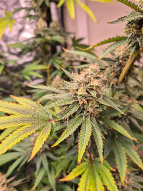 Purple diesel. Week 7 - Week 7 day 7 
15/9/26
