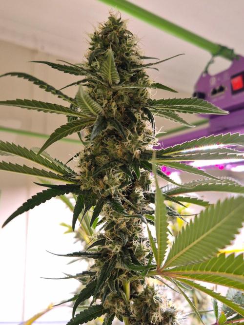 Purple diesel. Week 7 - Week 7 day 7 
15/9/26