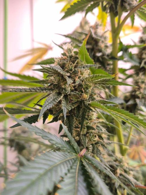 Purple Diesel. Week 7