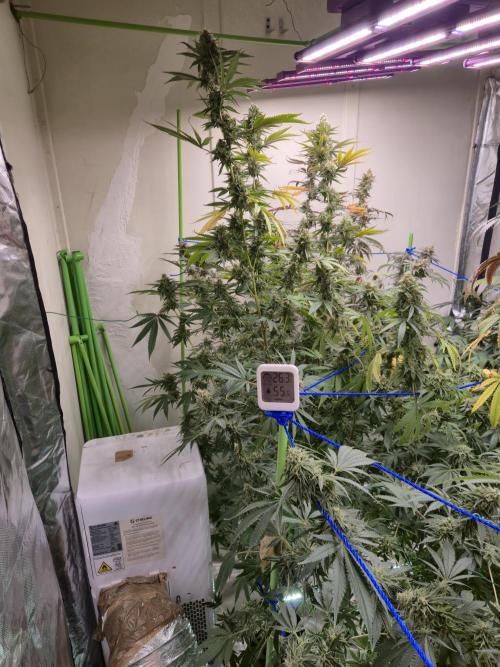 Purple diesel. Week 7 - Week 7 day 7 
15/9/26