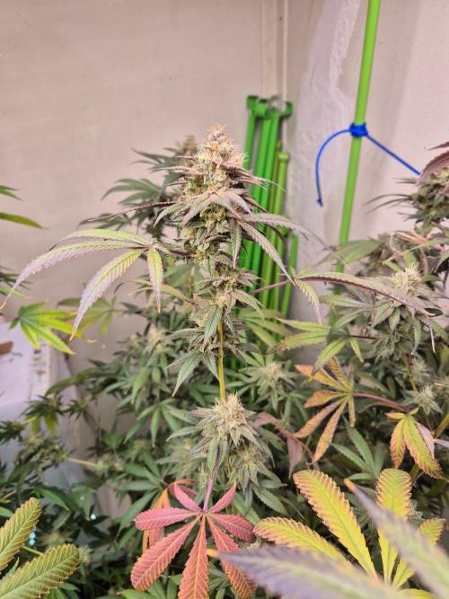Purple panty droppers. Week 8 - Week 8 day 1 
16/9/26