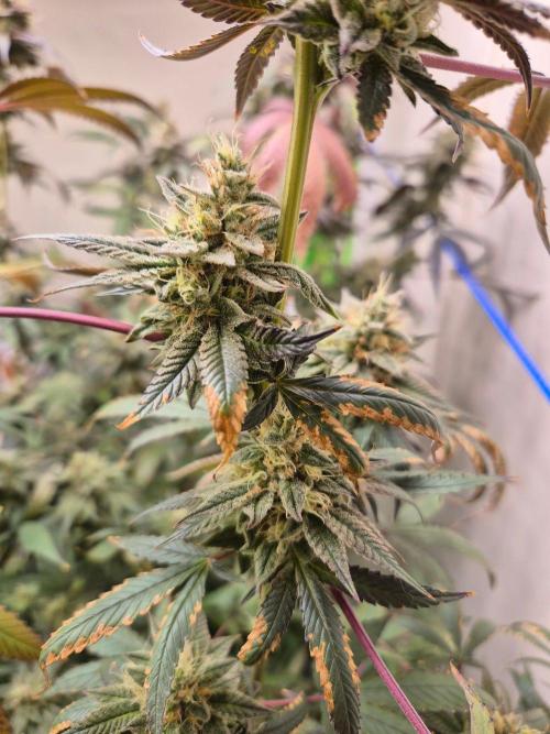 Purple panty droppers. Week 8 - Week 8 day 1 
16/9/26