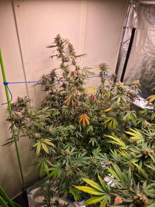 Purple panty droppers. Week 8 - Week 8 day 1 
16/9/26