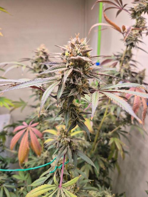 Purple panty droppers. Week 8 - Week 8 day 1 
16/9/26