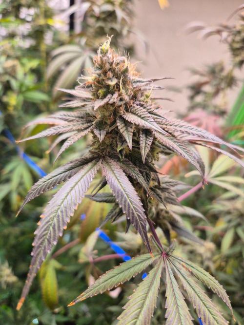 Purple panty droppers. Week 8 - Week 8 day 1 
16/9/26