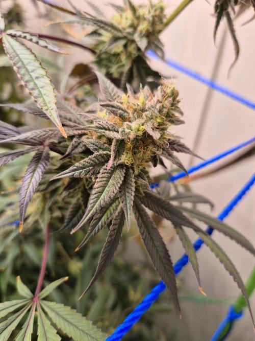 Purple panty droppers. Week 8 - Week 8 day 1 
16/9/26