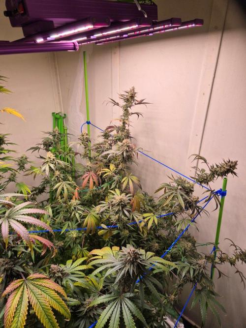 Purple Panty Dropper. Week 8