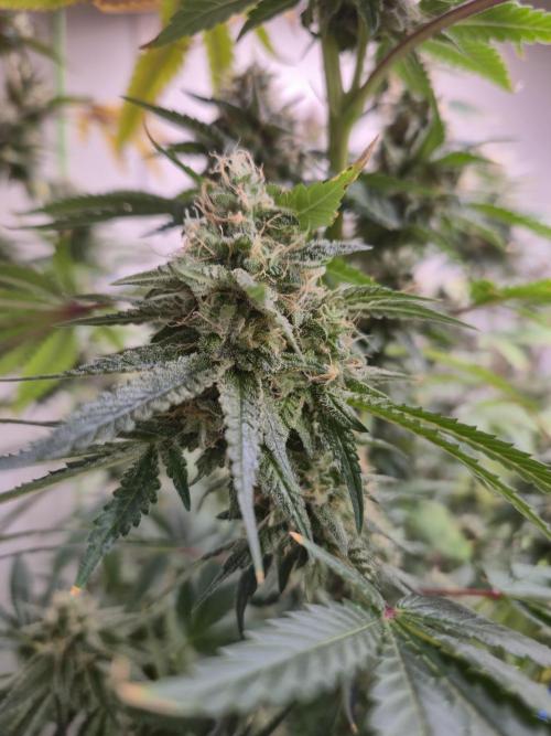 Purple diesel. Week 8 - Week 8 day 1 
16/9/26